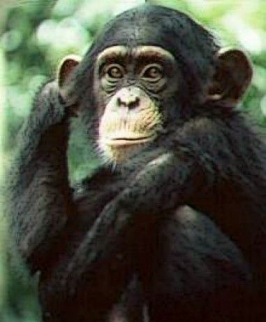 csimpanzlany.jpg