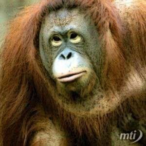orangutanlany.jpg